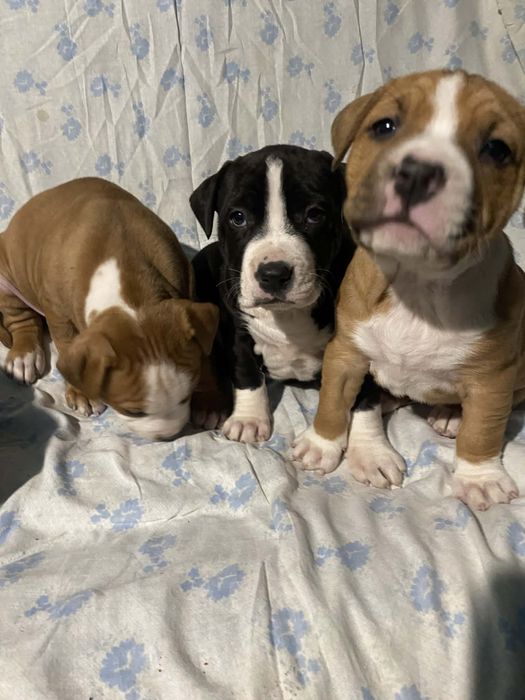 Дівчинка Амстафф