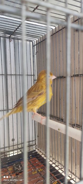 Canaria  timbrada espanhola