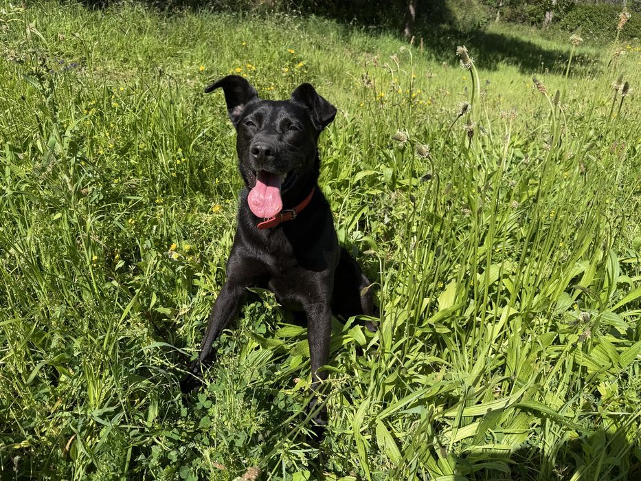 X labradora meiga obediente