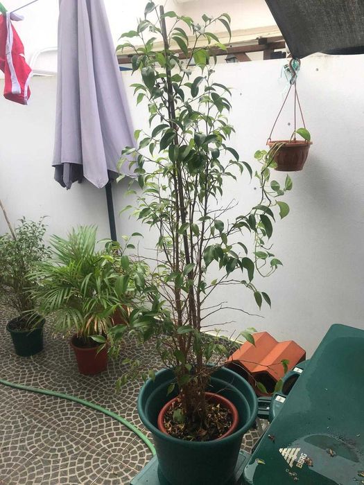 Planta com cerca de 1,50m