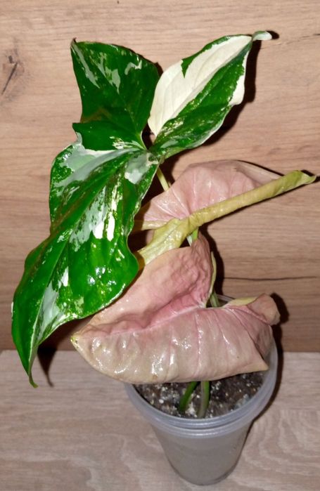 Syngonium collection/ колекція сингоніумів 12 різних сортів