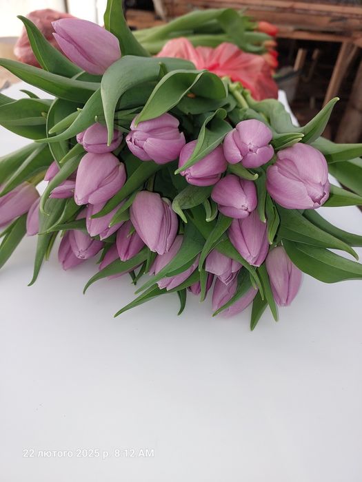 Тюльпани оптом до 8-го березня!