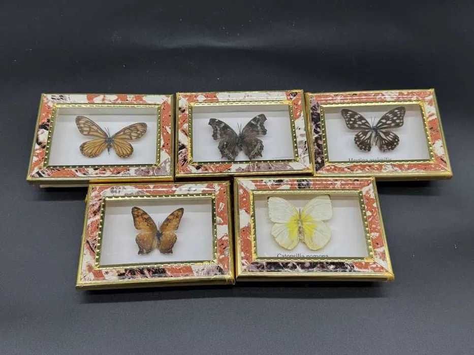 Motyl w ramce 12x9