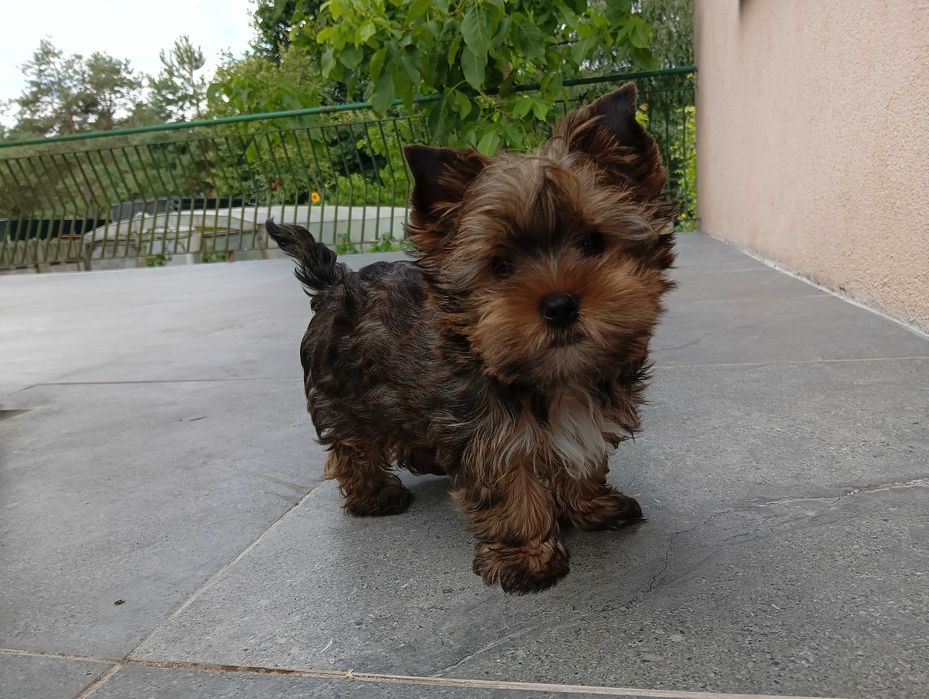 Szczeniak Yorkshire Terrier - piesek