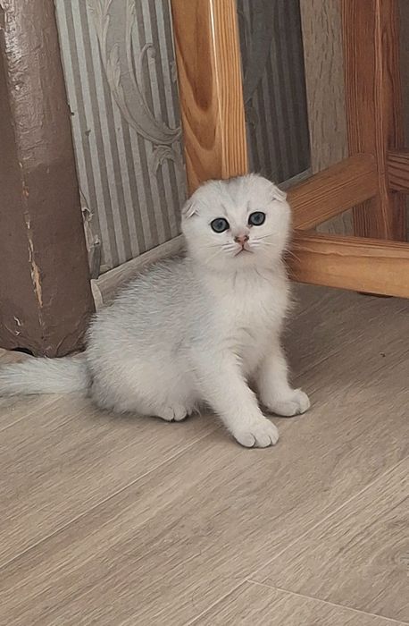 Серебристая шиншилла. 2 месяца