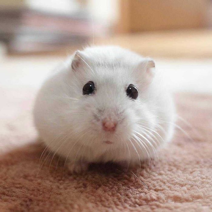 Роскошные джунгарские хомячки, белоснежного окраса, хомячата, хомяки