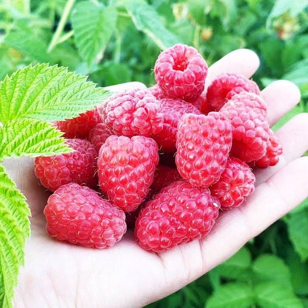 Малина Хімбо-топ саджанці