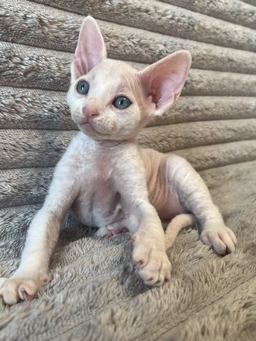 Котик Девон Рекс