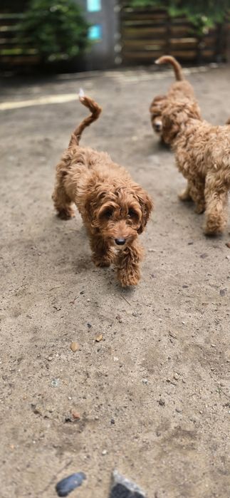 Cockapoo/ dziewczynka