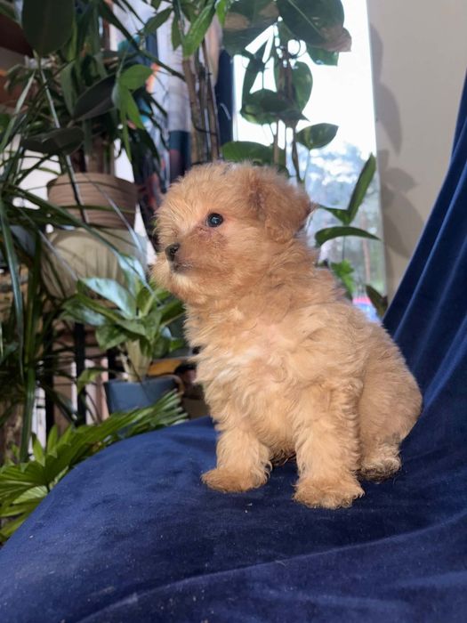 POMAPOO PIESEK Pomeranian pudel toy