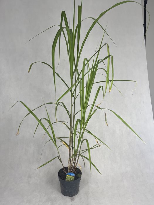 Miskant gigant gigantus najwyzszy do 2,5m kalisz wysyłka