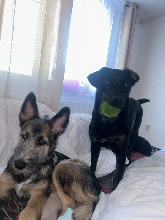 Oddam w bardzo dobre ręce dwa psy.