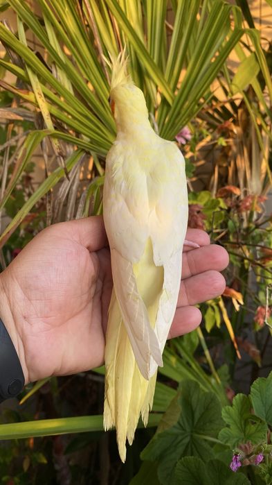 Caturra domesticada amarela com face vermelha