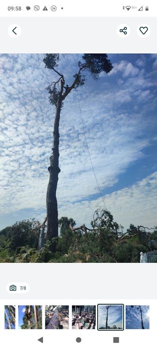 Зрізаю проблемні аварійні дерева