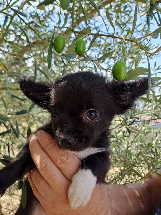 Chihuahua macho pelo comprido