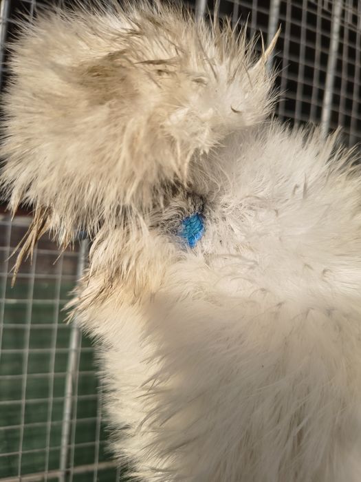 Jaja legowe kury silki, Silka paint, araukana bezogoniasta