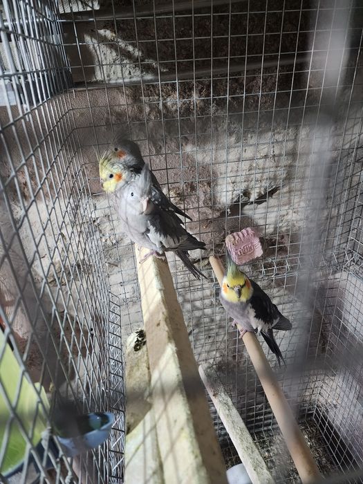 Caturras deste ano 2025