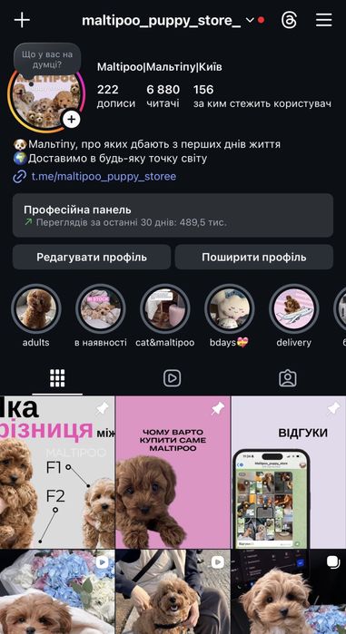 Красень мальтипу F1 VIP CARAMEL