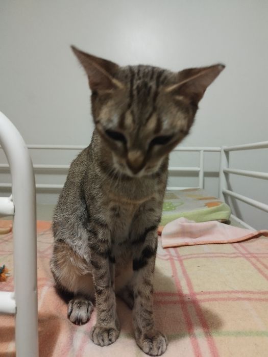 Gatinha para adoção responsável