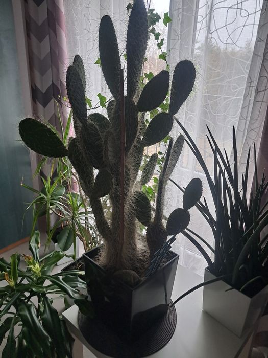 Opuncja białowłosa