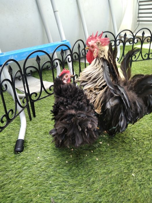 Casal Garnizos Pekin frisados e Trio Garnizos pretos frisados