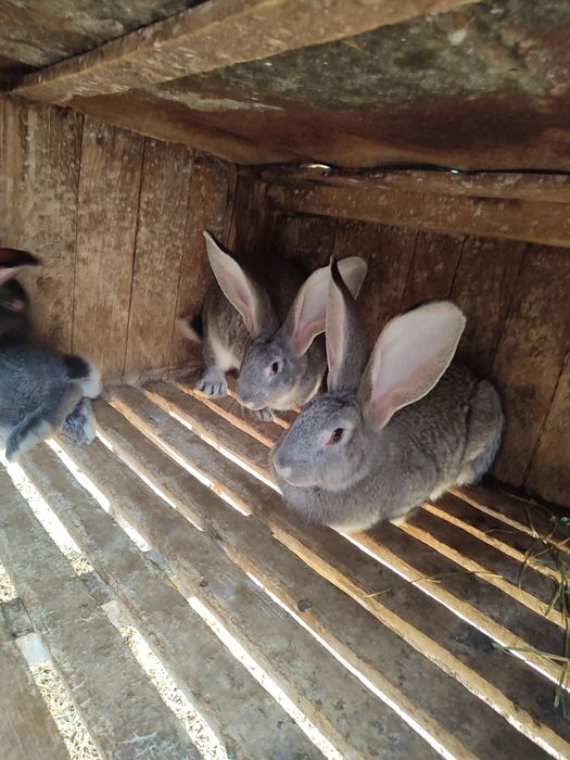 Продам кролів європейська шиншила