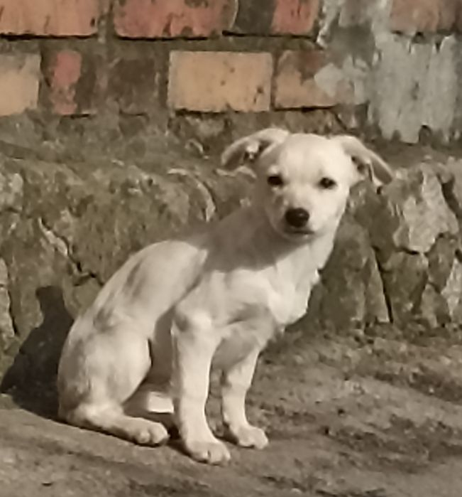 Віддам в добрі руки та люблячу сім'ю