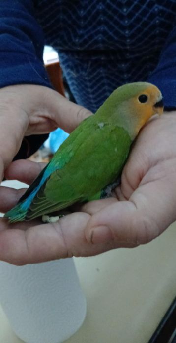 Vendo agaponis roseicollis disponível