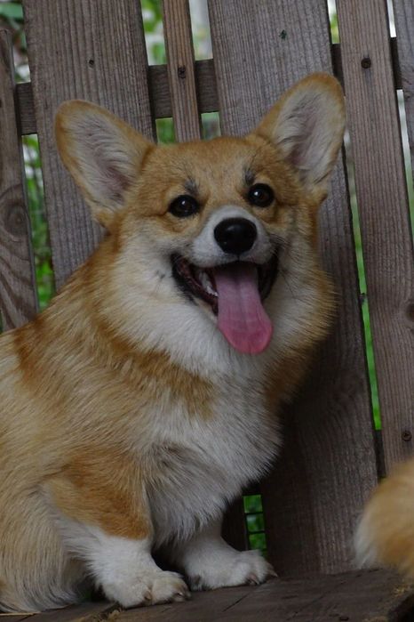 Перспективна коргі