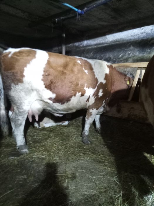 Sprzedam bydło krowę