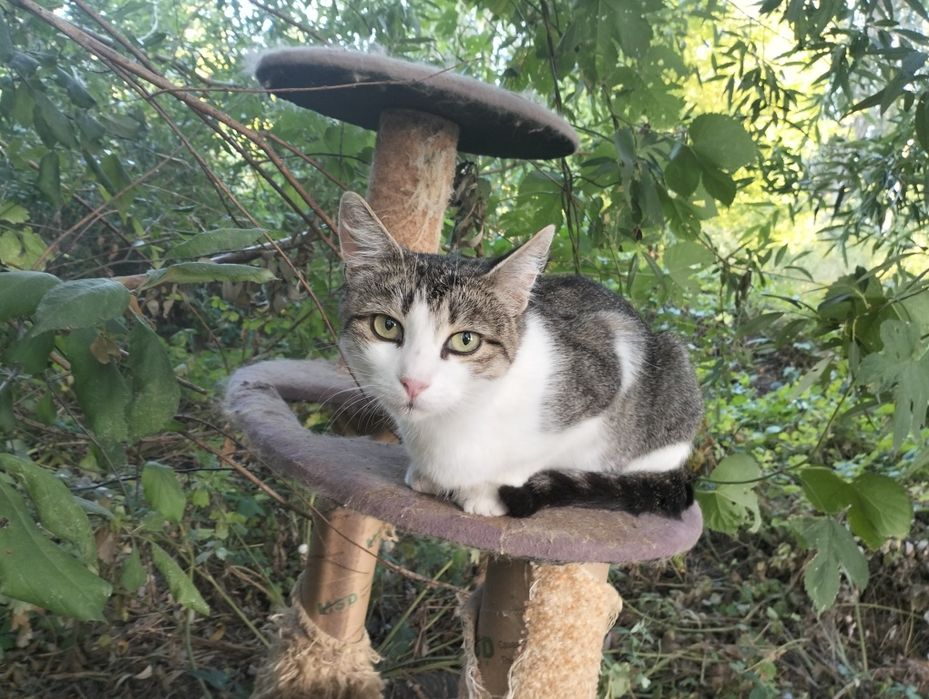 Прекрасні, молоді, стерилізовані кішки до 1 року в добрі руки