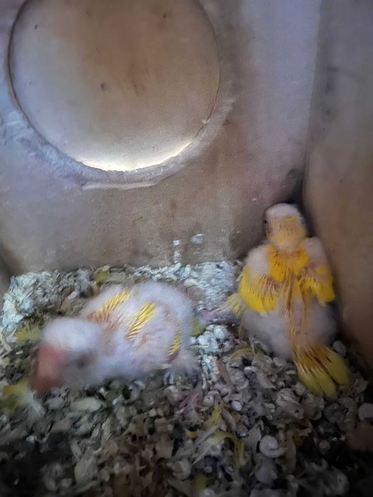 Passaros  para mudar  de casa