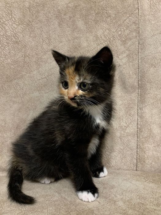 Кошеня шукає новий дім