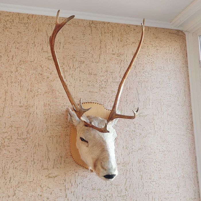 Рога оленя рога оленя