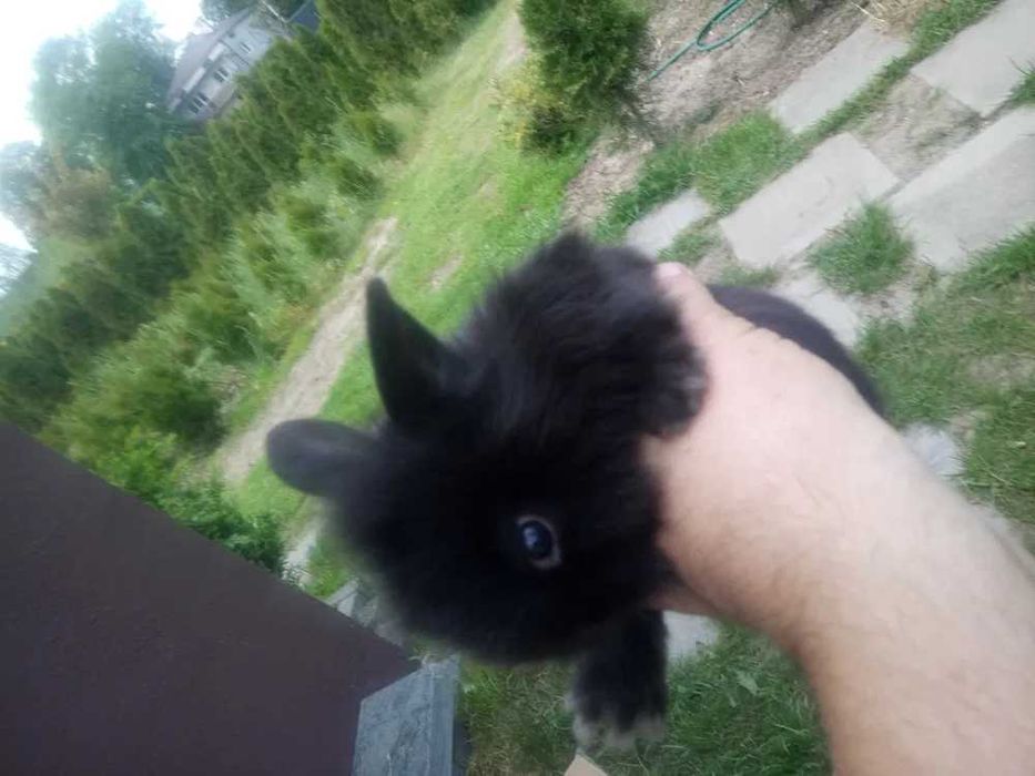 króliki miniaturki
