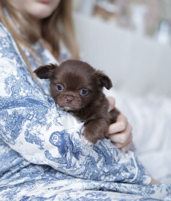 Chihuahua chłopak fci pet