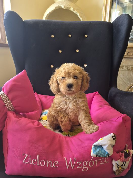 Maltipoo suczka wychowana przez behawioryste.
