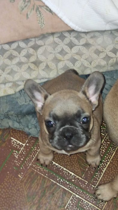 щенок французского бульдога
