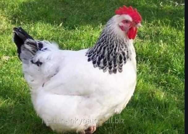 Курча Адлер Срібний  молодняк