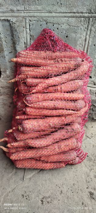 Marchew jadalna i odpadowa