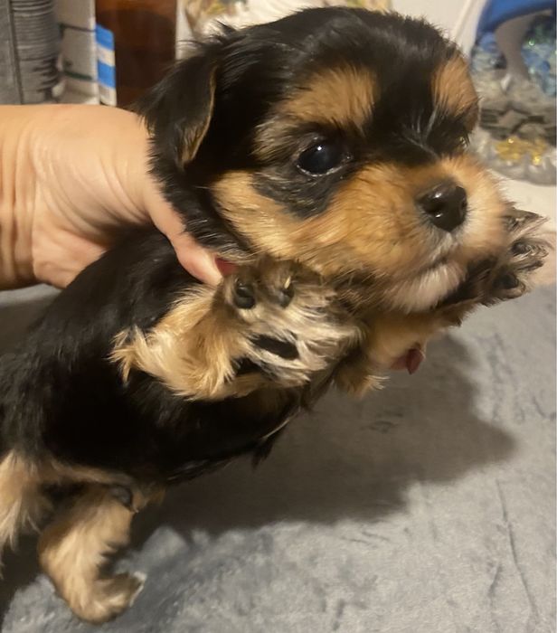 Маненький хлопчик йорік