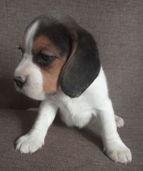 Beagle szczeniak