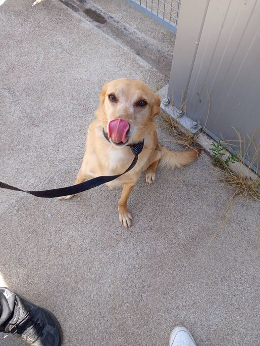 Cadelinha para adopção responsável