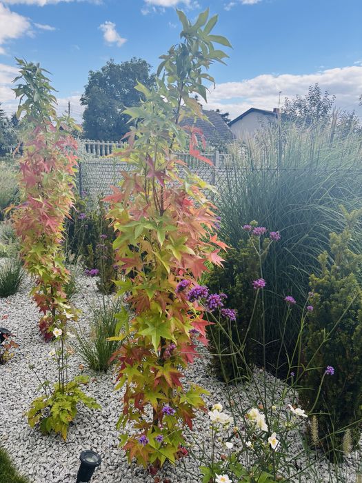 Ambrowiec amerykański kolumnowy