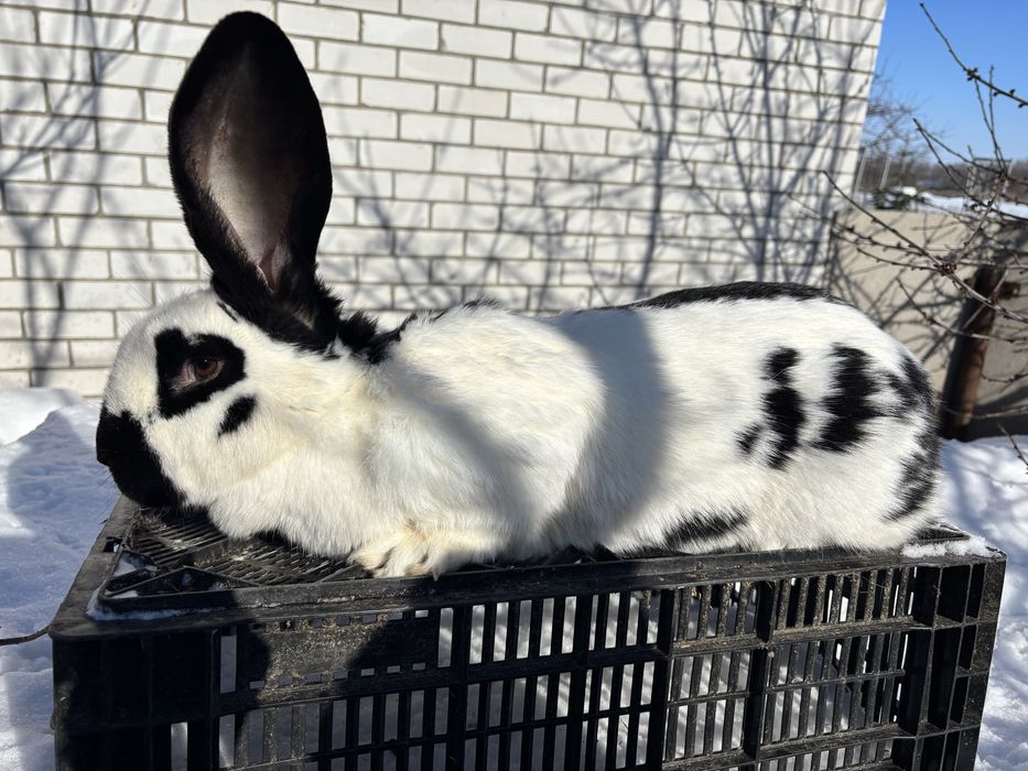 Кролі Французький Баран,Бельгійський велетень, Німецький строкач