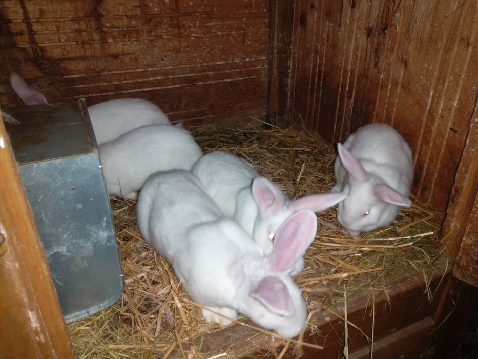 Młode króliki termondzkie królik termondzki