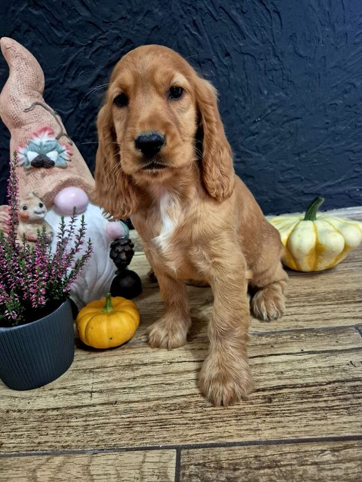 Cocker spaniel suczka Lola