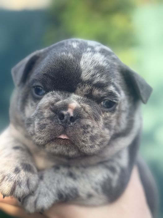 Маленькі породні французькі бульдожки