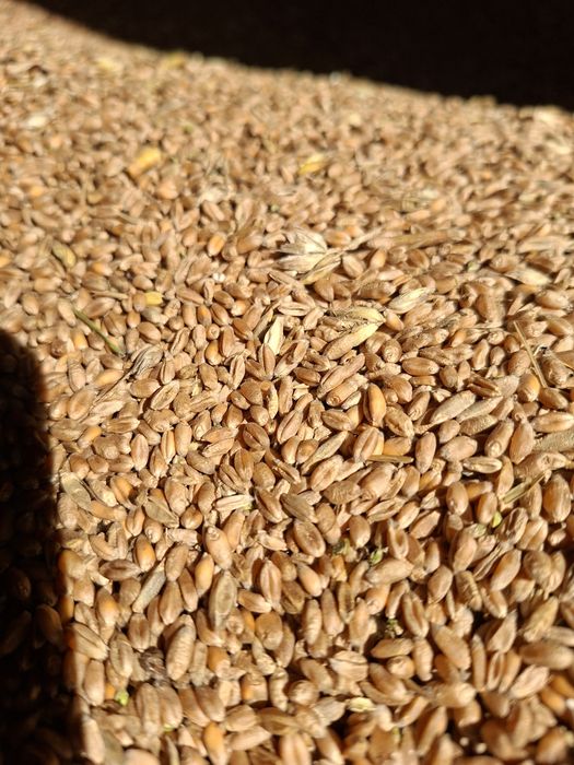 Pszenica Euforia pszenżyto Meloman Groch Batuta