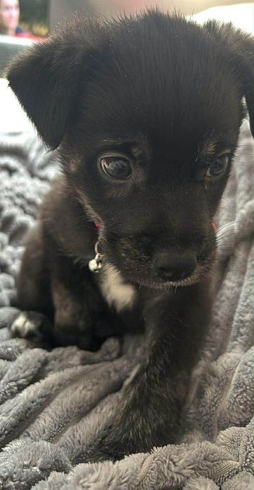 Oddam pieska w dobre ręce